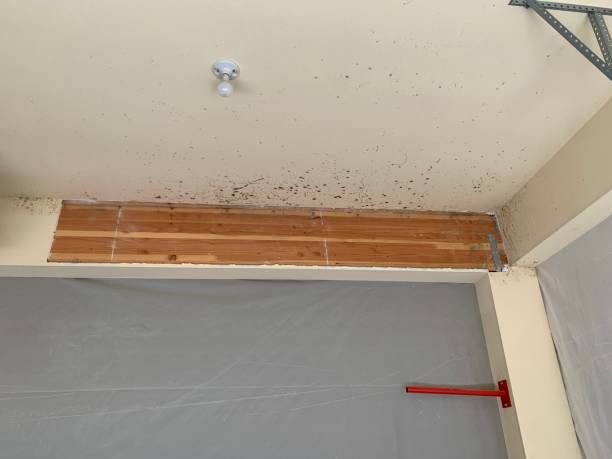 Best Real Estate Mold Inspection  in Ramsey, MN