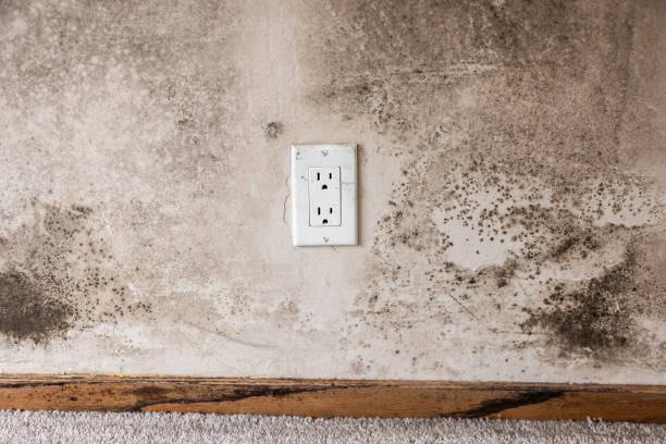 Best Residential Mold Inspection & Testing  in Ramsey, MN