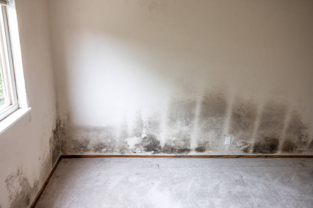 Best Mold Documentation for Insurance Claims  in Ramsey, MN