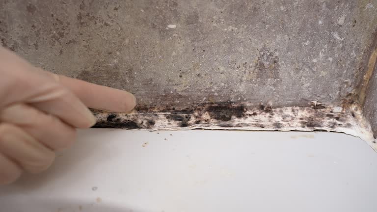 Best Mold Odor Removal Services  in Ramsey, MN